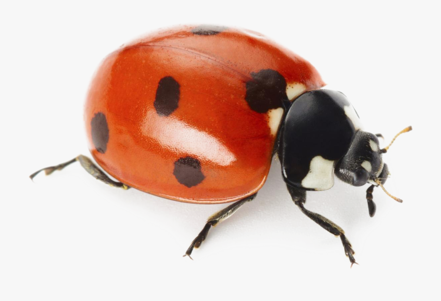 Ladybug With White Background, Transparent Clipart