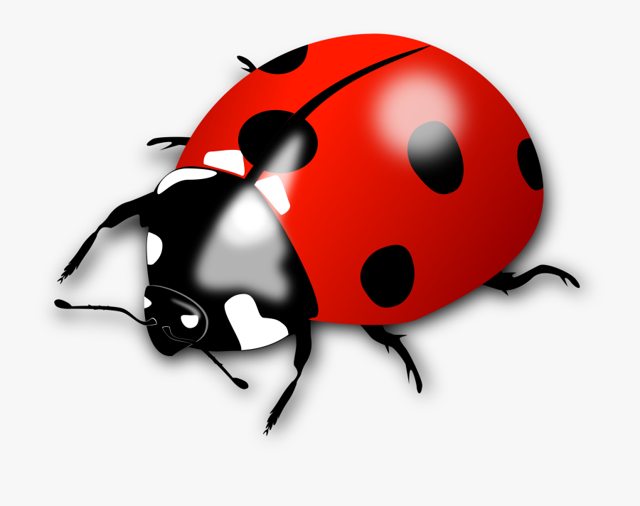 28 Collection Of Lady Bird Clipart - Ladybird Clipart, Transparent Clipart