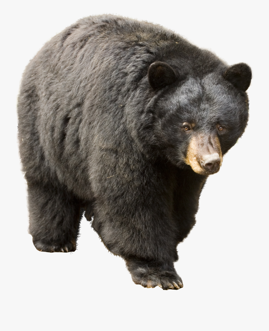 Bear Icon Clipart - Asian Black Bear Png, Transparent Clipart