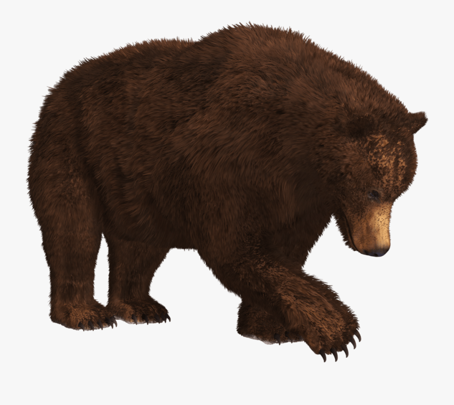 Bear Clipart Transparent Background - Bear Png, Transparent Clipart