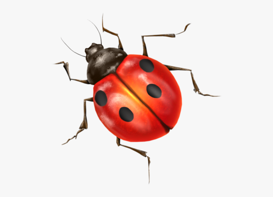 Transparent Ladybird Clipart - Ladybird Png, Transparent Clipart