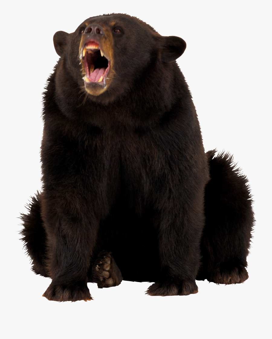 Transparent Clipart Of Black Bear - Roaring Brown Bear Transparent, Transparent Clipart
