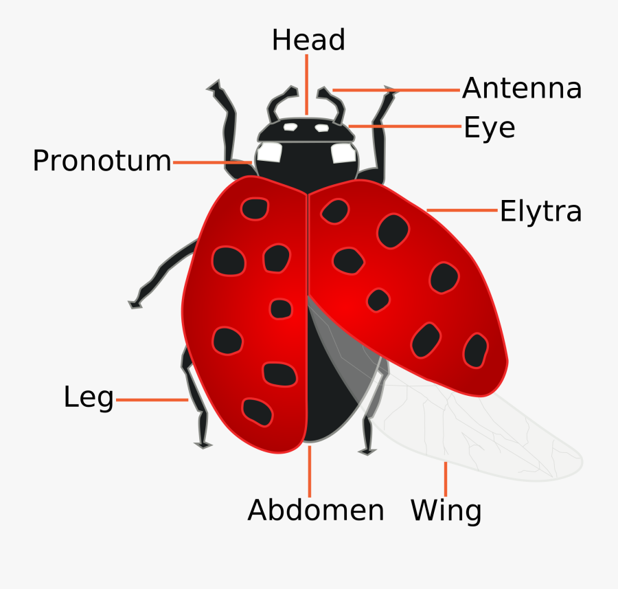 Ladybug Clipart Lady Beetle - Do Ladybugs Fly, Transparent Clipart