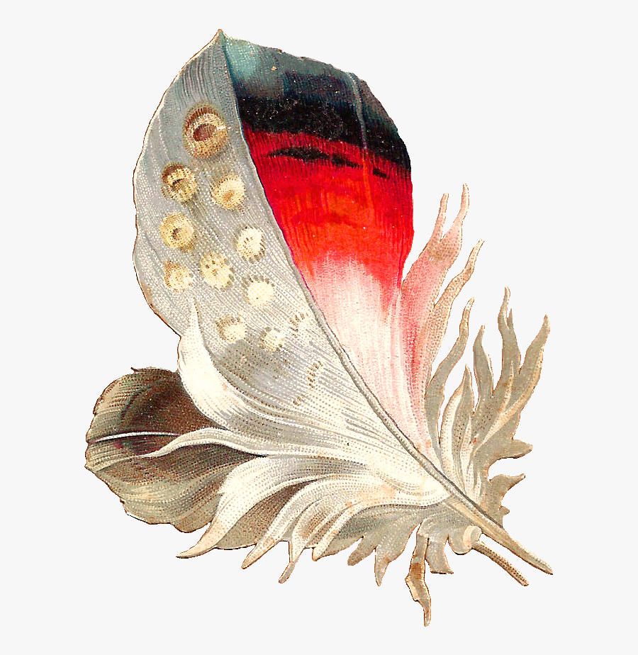 Black And White Bird Feathers Clipart - Feather, Transparent Clipart