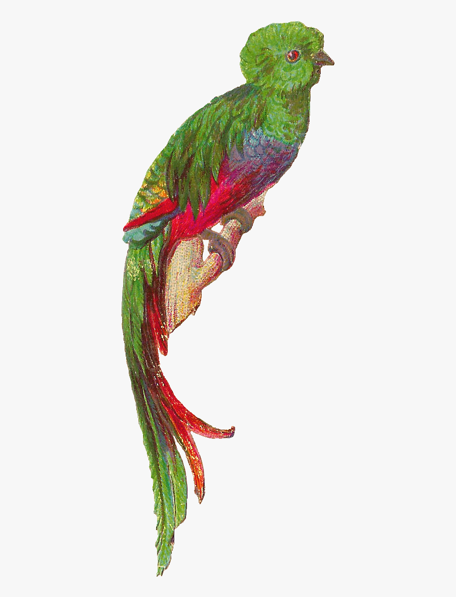 Transparent Feather Clipart - Macaw, Transparent Clipart