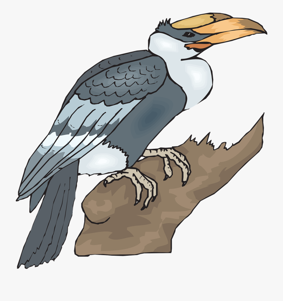 Bird, Branch, Wings, Animal, Beak, Feathers - Falcon & The Branch Cartoon, Transparent Clipart