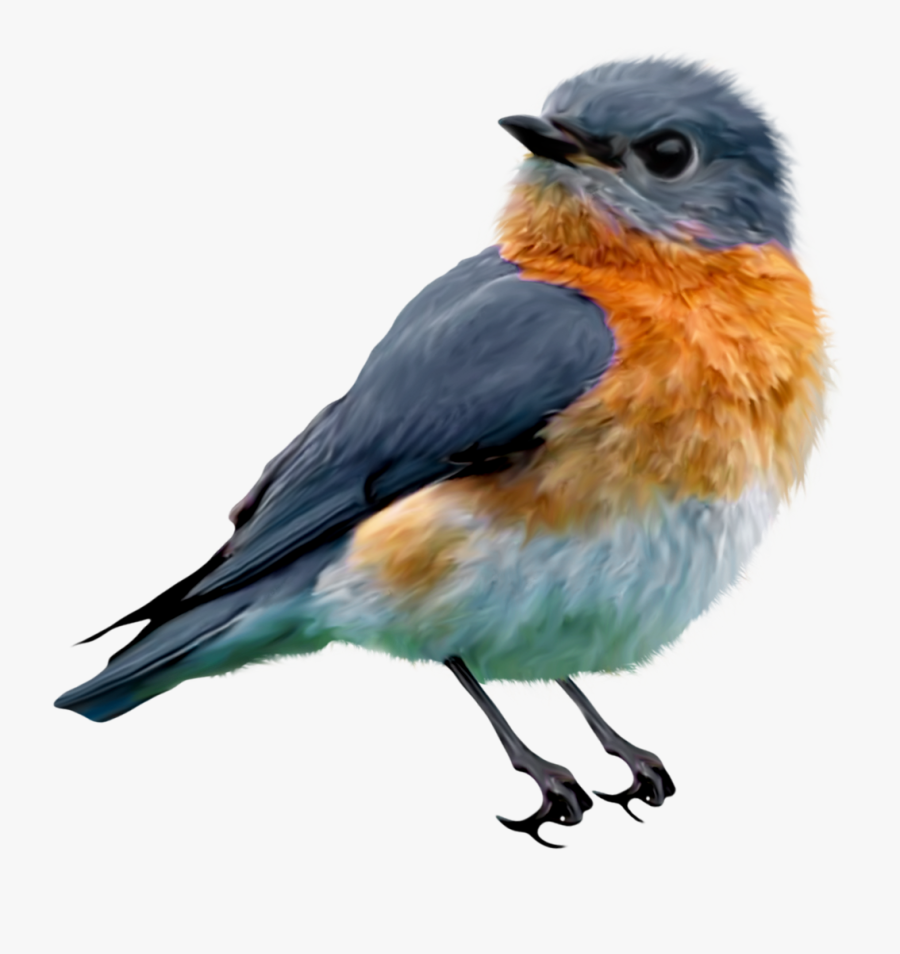 Eastern Bluebird Transparent Background, Transparent Clipart