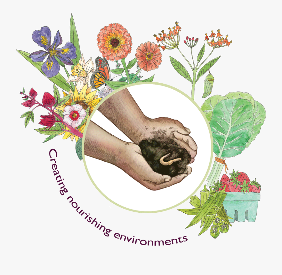 African Daisy, Transparent Clipart