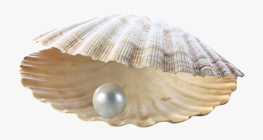Clip Art Pearls Vector - Real Clam With Pearl, Transparent Clipart