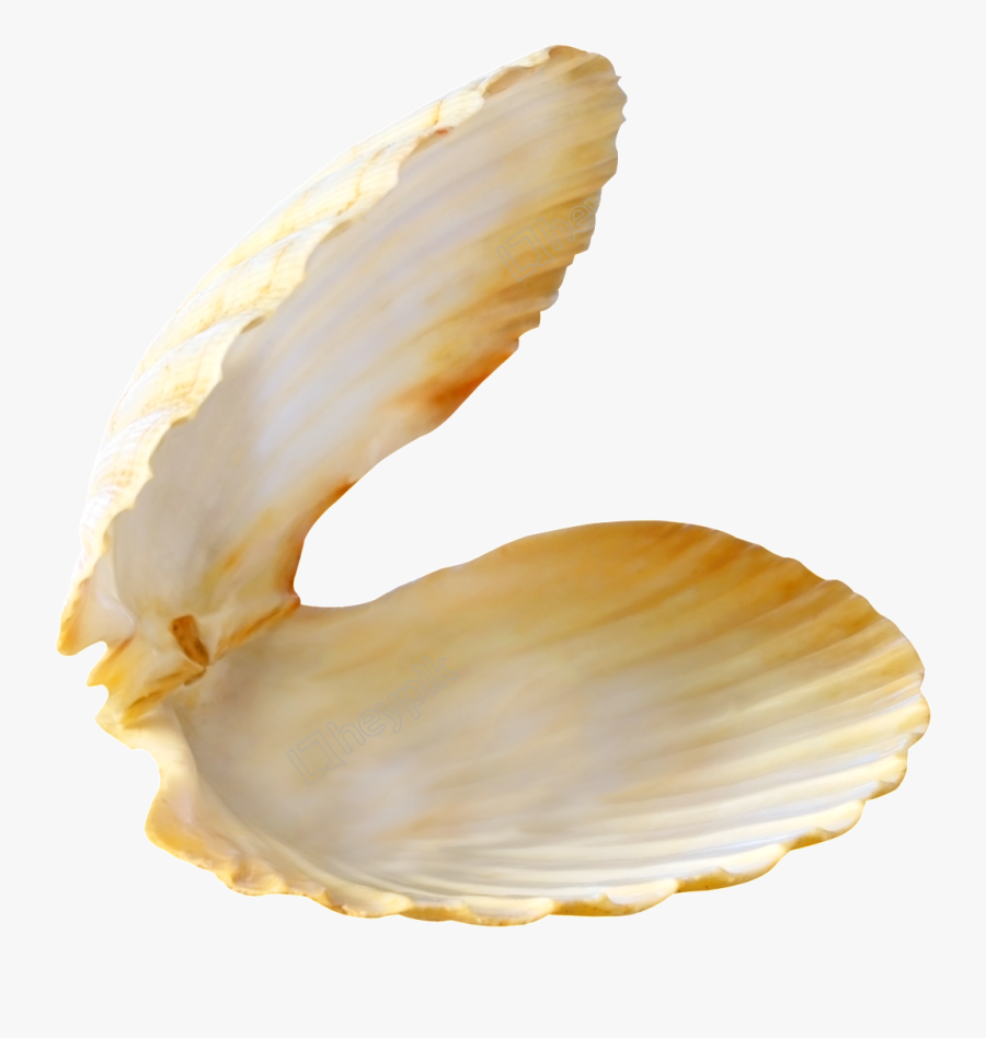 Transparent Clam Clipart - Pearl In Shell Png, Transparent Clipart