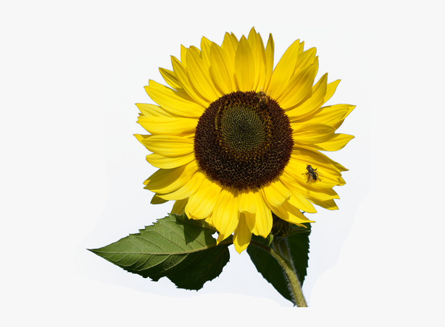 Download And Use Sunflower Png Clipart - Small Sunflower On A Transparent Background, Transparent Clipart