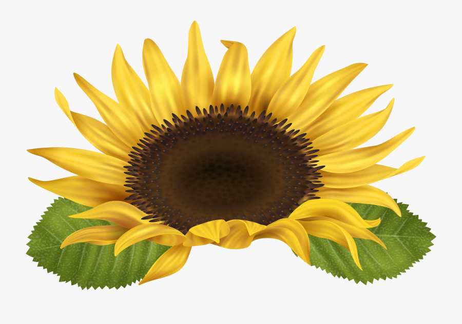 Png Clipart Sunflower Png, Transparent Clipart