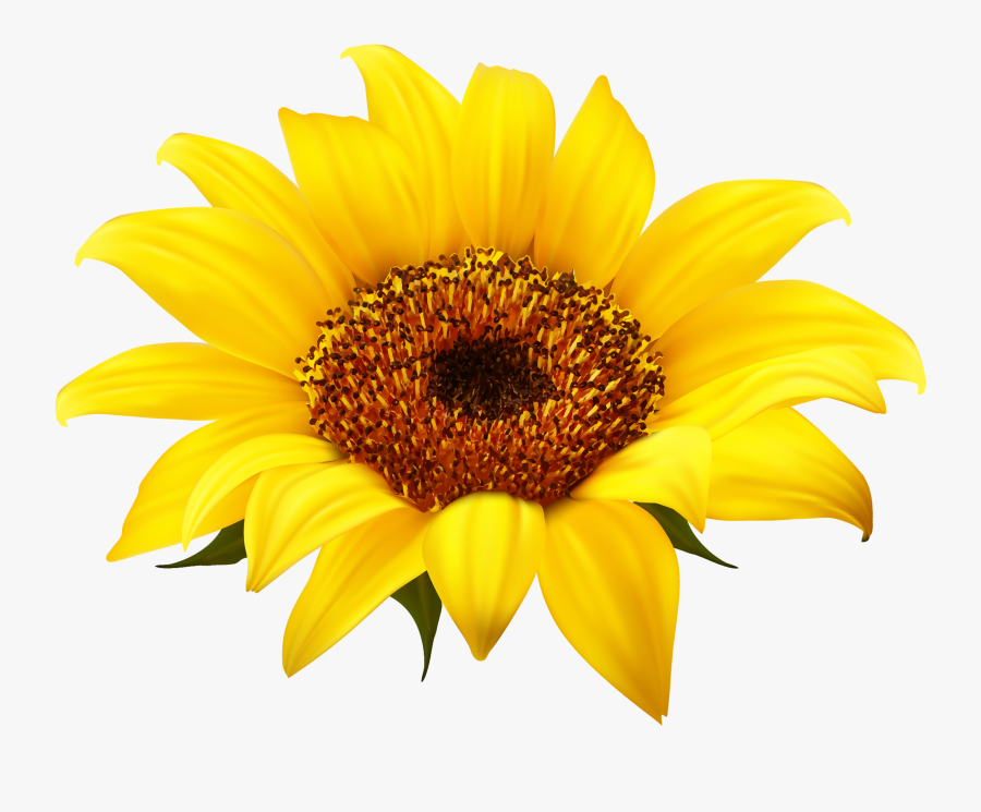 Clip Art Pics Of Sunflowers - Clipart Transparent Background Sunflower, Transparent Clipart