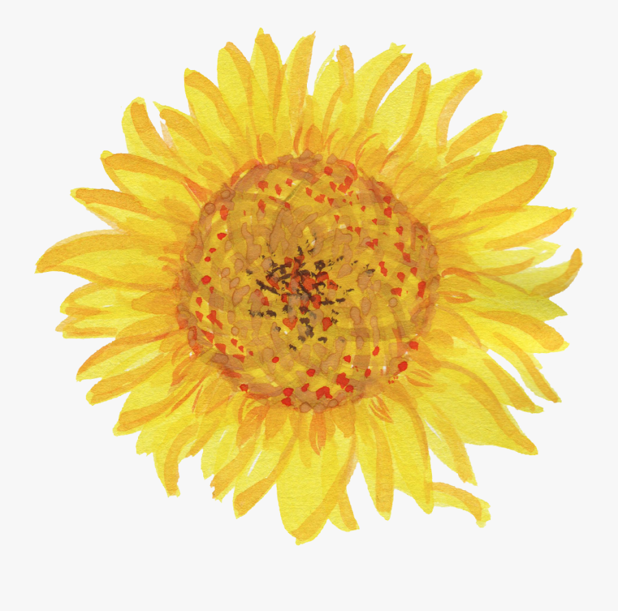 Sunflowers Clipart Watercolor - Single Flower, Transparent Clipart