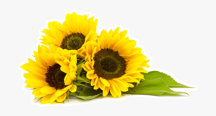 Sunflower Oil Png, Transparent Clipart