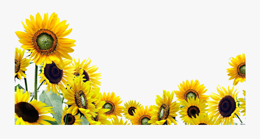 Transparent Background Sunflower Clipart , Png Download, Transparent Clipart