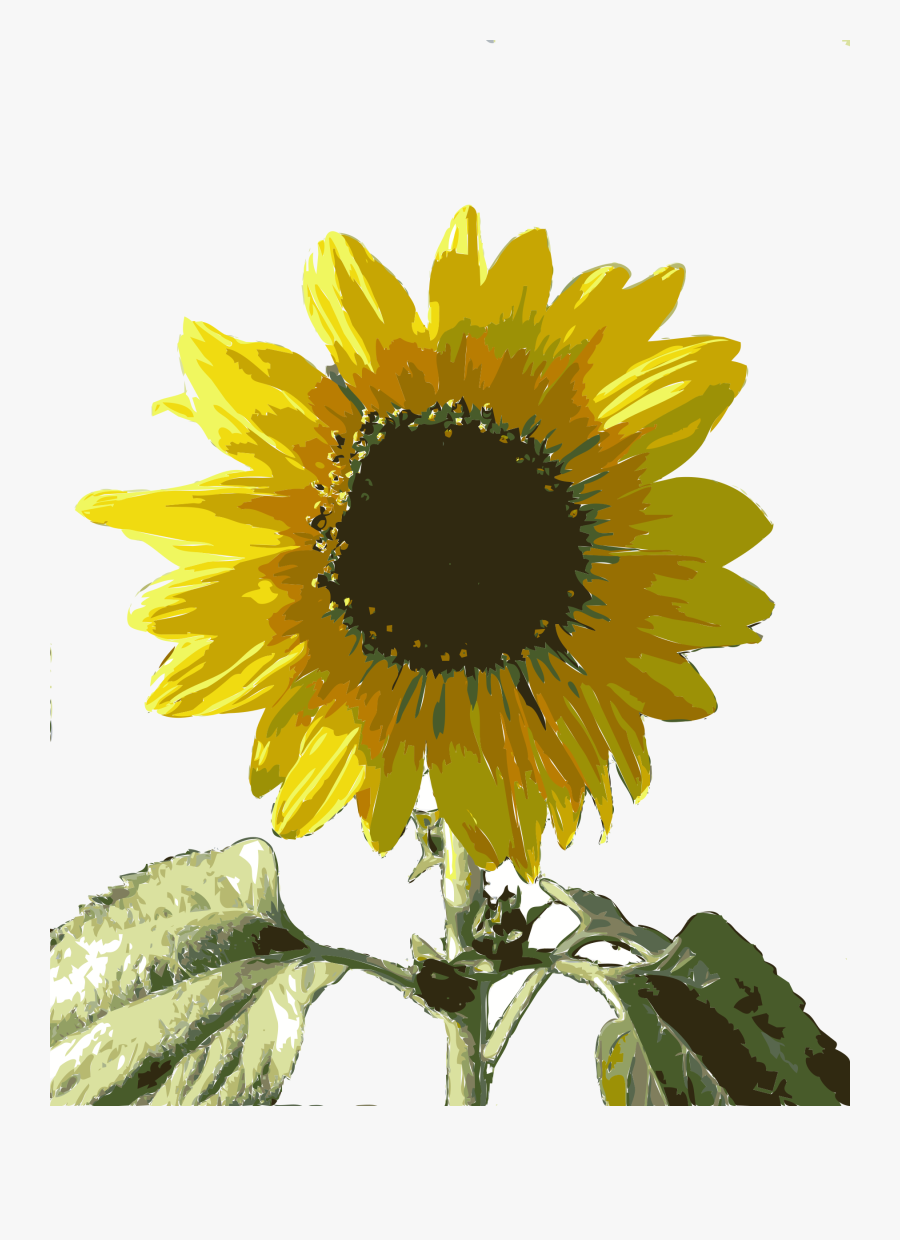 Sunflower Seed,plant,flower - Girasol .png, Transparent Clipart