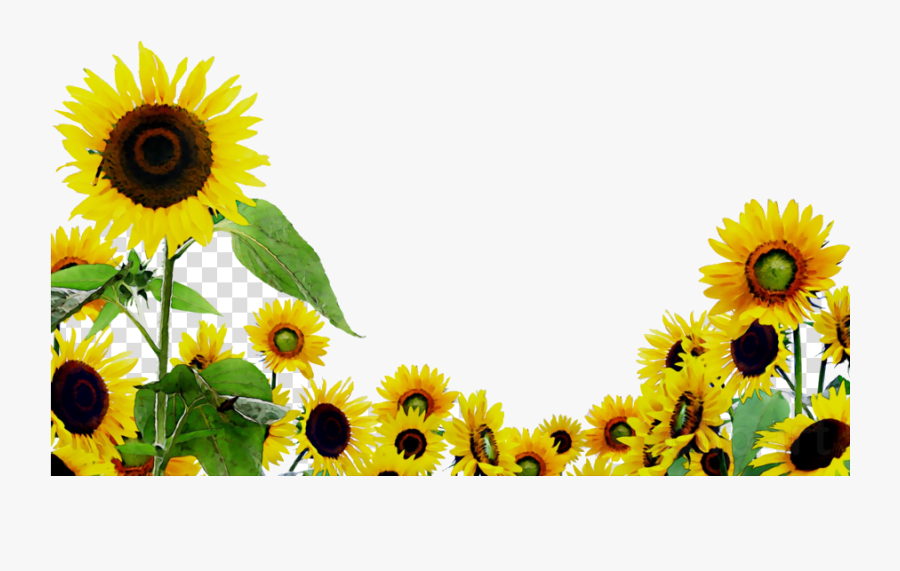 Sunflower Flower Yellow Transparent Image Clipart Free - Clipart Sunflower, Transparent Clipart
