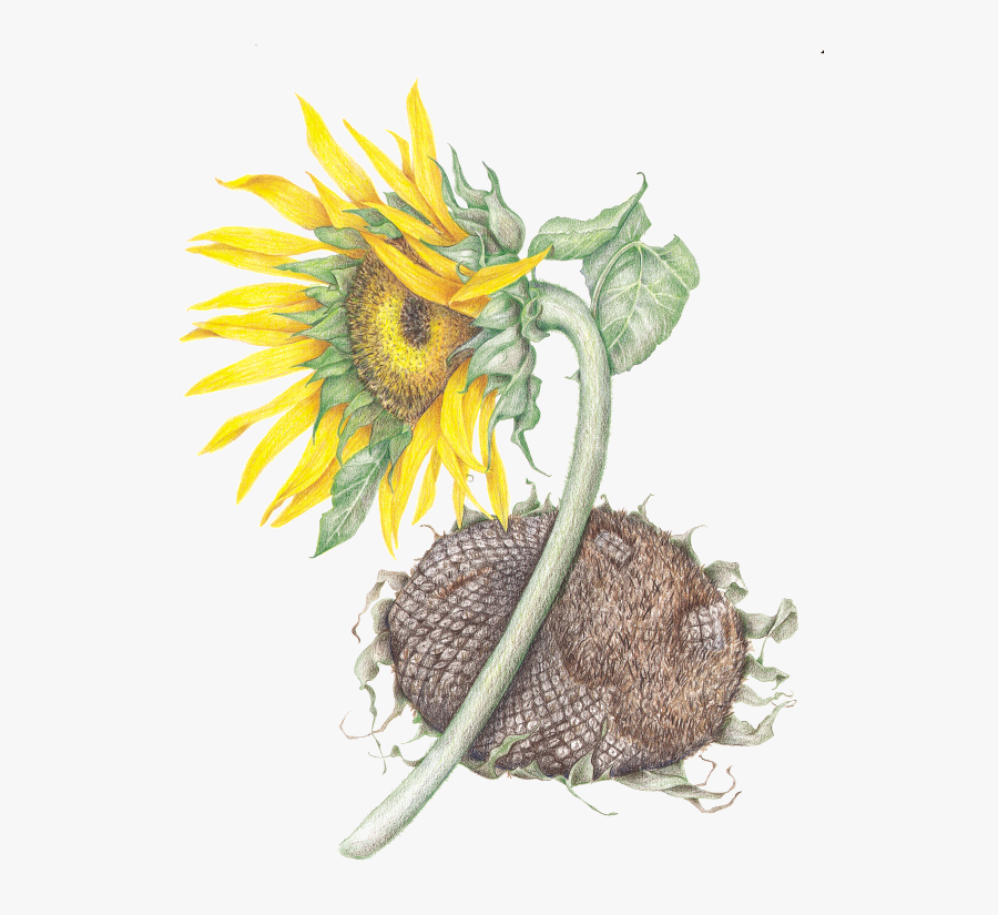 Clip Art Dried Sunflowers - Sunflower, Transparent Clipart