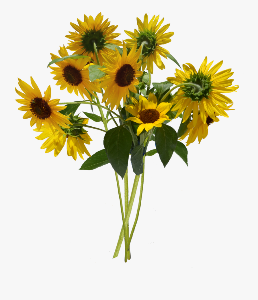 Transparent Sunflower Bouquet Png, Transparent Clipart