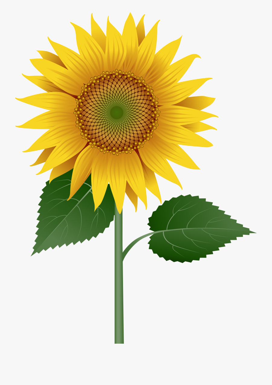 Sunflower Large Transparent Image Clipart , Png Download - Sunflower, Transparent Clipart