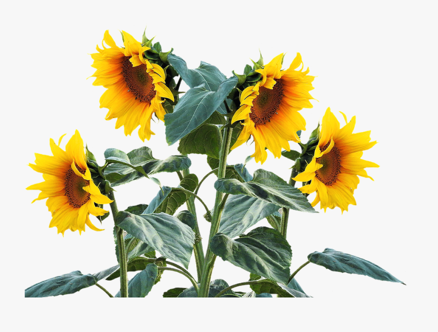 Sunflower Free Sunflower Free Pictures On Pixabay Clip - Sunflowers Png, Transparent Clipart