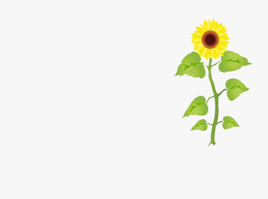 Roots Clipart Sunflower - Crecimiento De Los Girasoles, Transparent Clipart