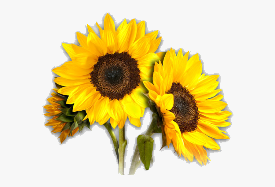 Sunflower Collection Of Clipart Images In Transparent - Transparent Sunflower, Transparent Clipart