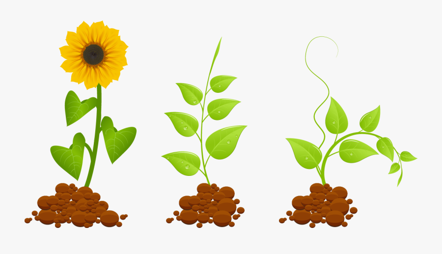 Seed Clipart Vector - Flower Plant Vector Png, Transparent Clipart