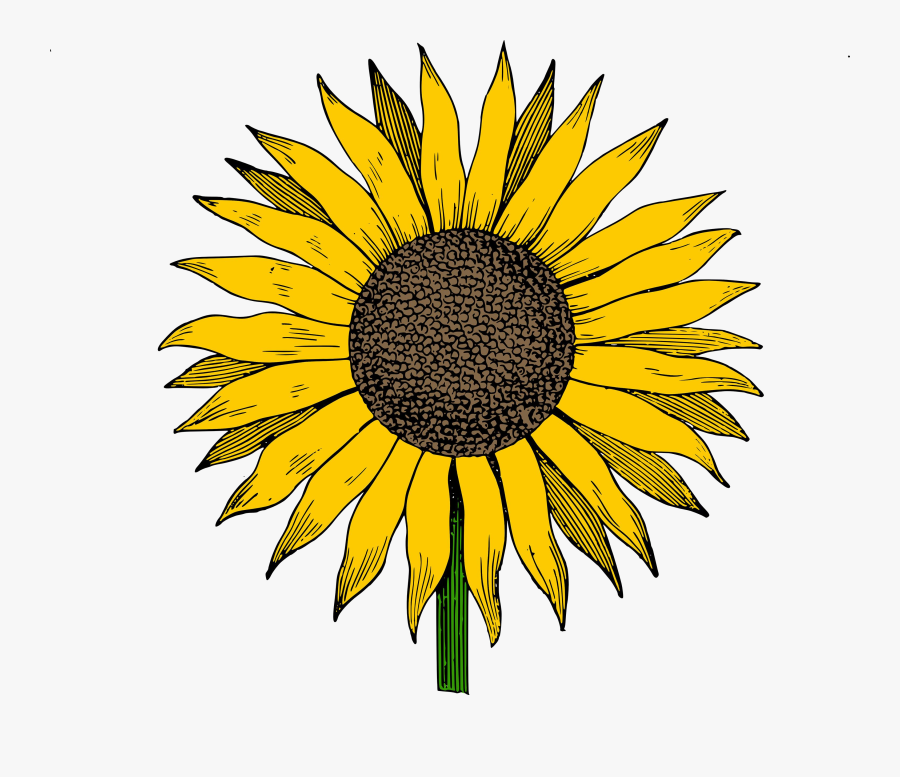 Sunflower Hd Clipart Photos The Cliparts Transparent, Transparent Clipart