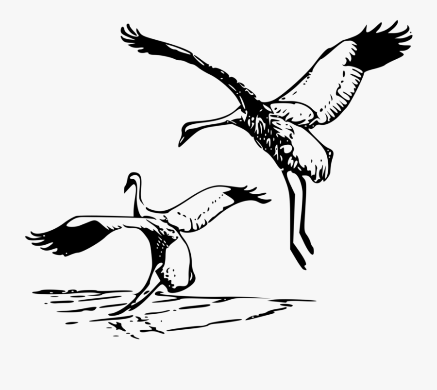 Whooping Crane 2 - Tiger And The Crane, Transparent Clipart