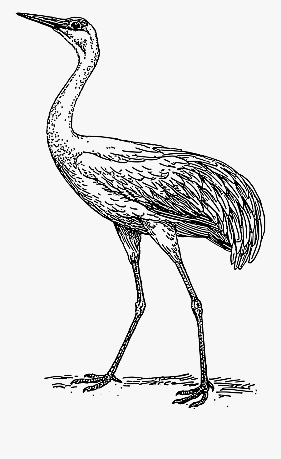 Transparent Heron Clipart - 2 Cranes Black And White Clipart, Transparent Clipart