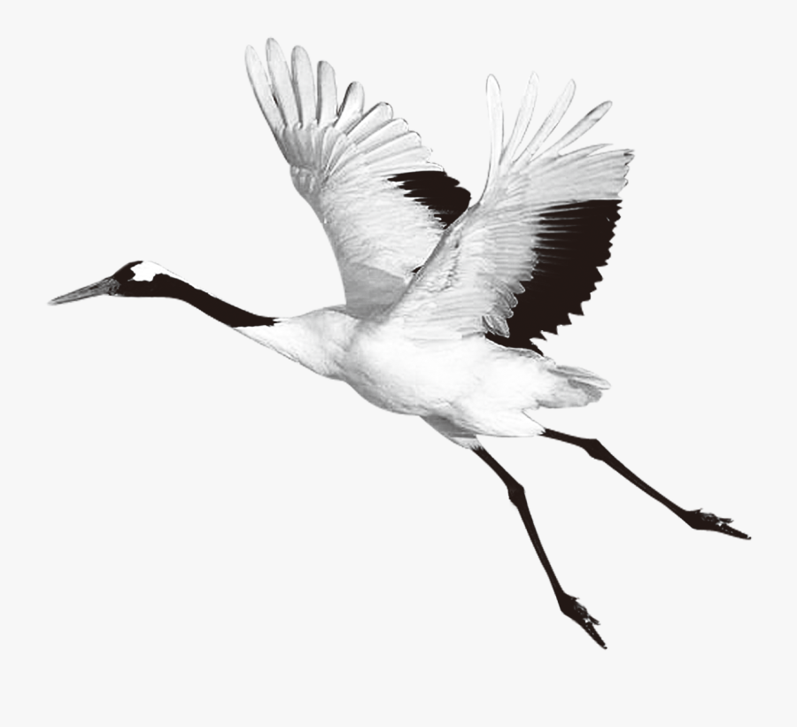 Clip Art Crane Bird - Flying Crane Bird No Background, Transparent Clipart