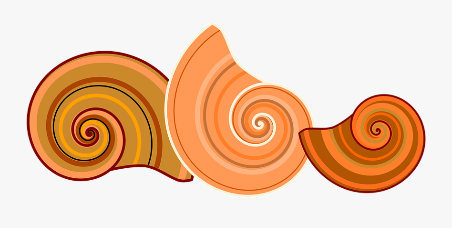 Shell Clipart Shell Spiral - Snail, Transparent Clipart
