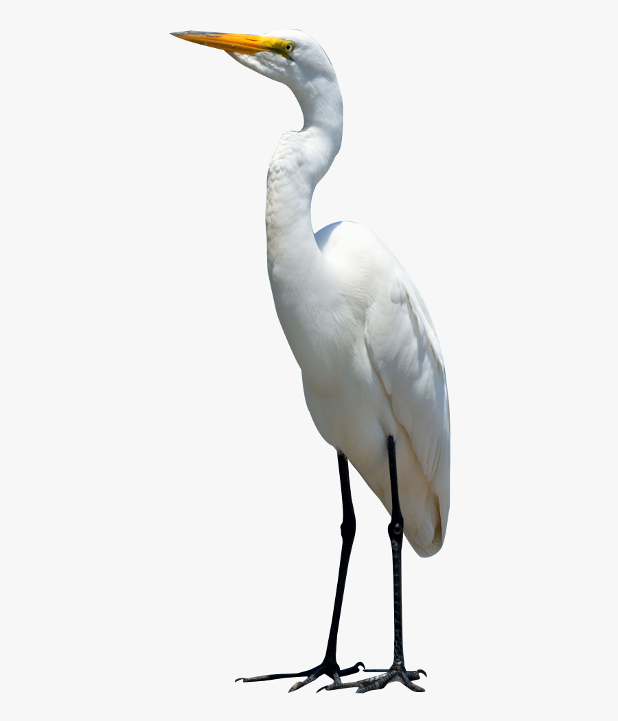 Crane Bird Png - Bird Png, Transparent Clipart