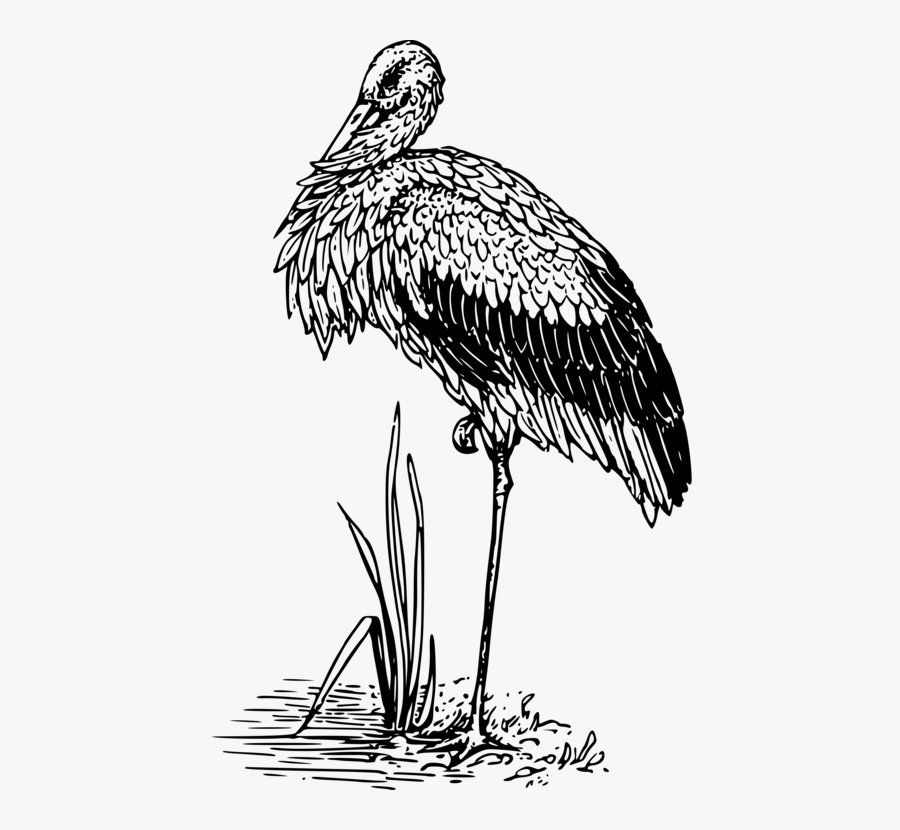 Monochrome Photography,crane Like Bird,line Art - Stork, Transparent Clipart