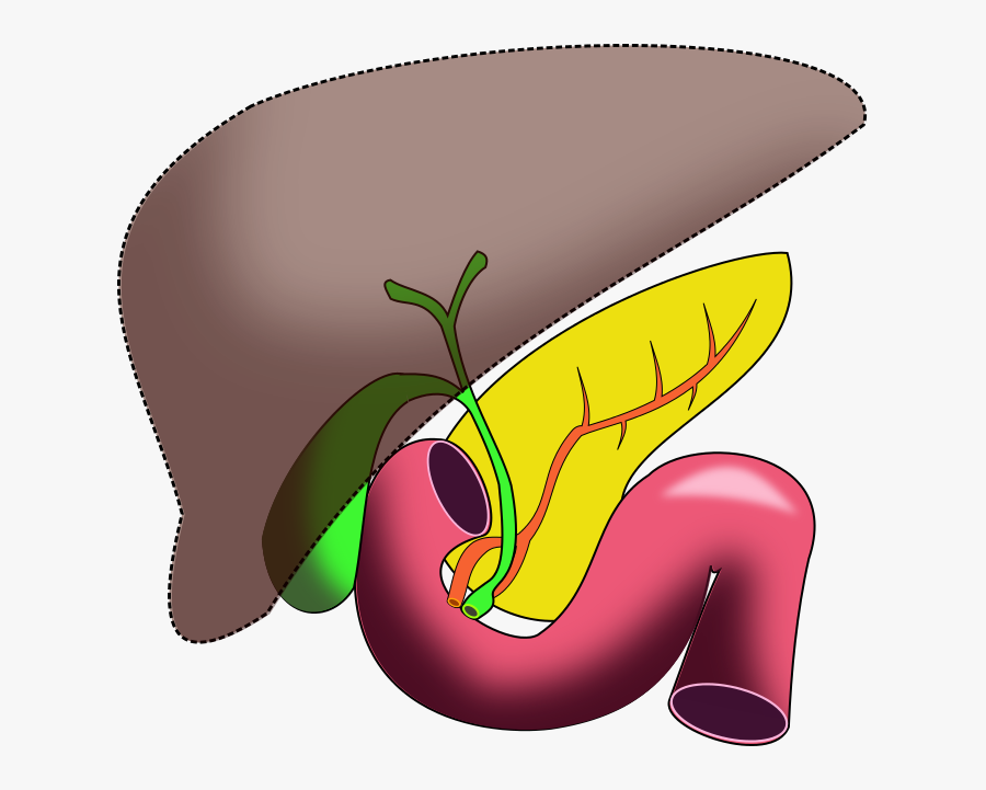 Liver Clipart Unlabeled - Bile Duct Png, Transparent Clipart