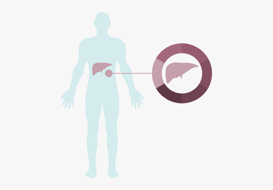Where Is The Liver Located - Illustration, Transparent Clipart