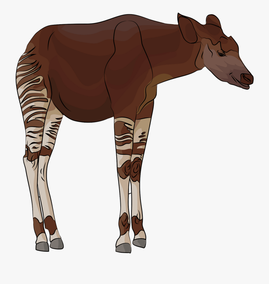Giraffe, Transparent Clipart