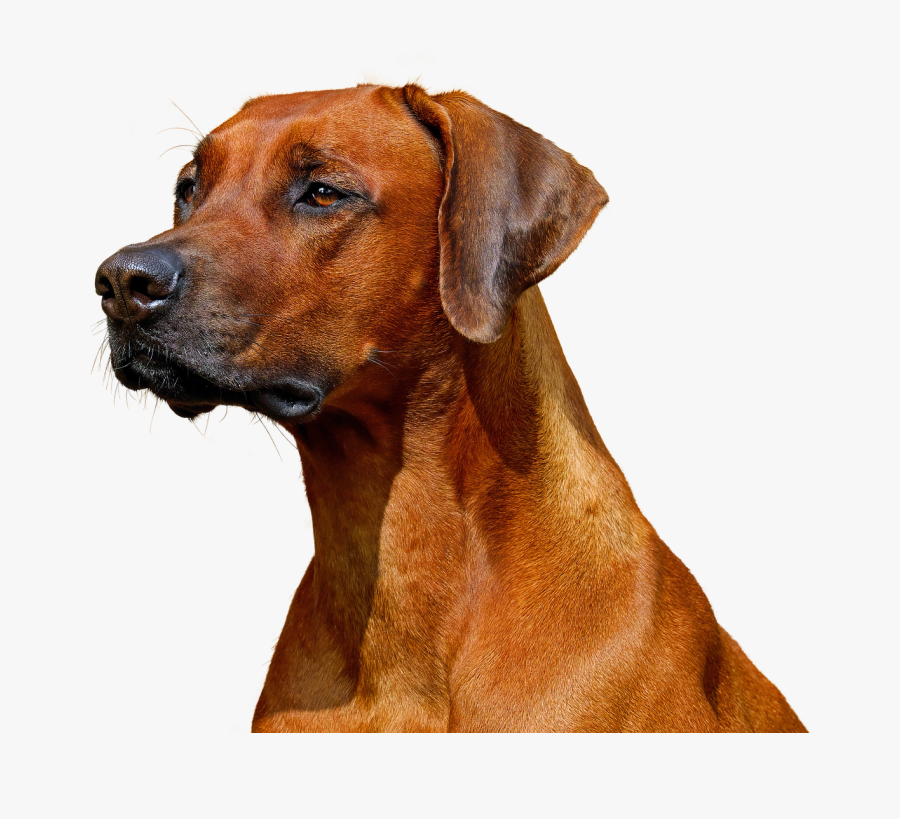 Good Luck Leaving Cards, Transparent Clipart