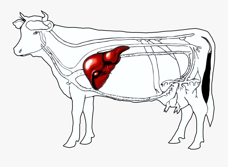 Liver Clipart Beef Liver Location Of Liver In Cattle , Free Transparent Clipart ClipartKey