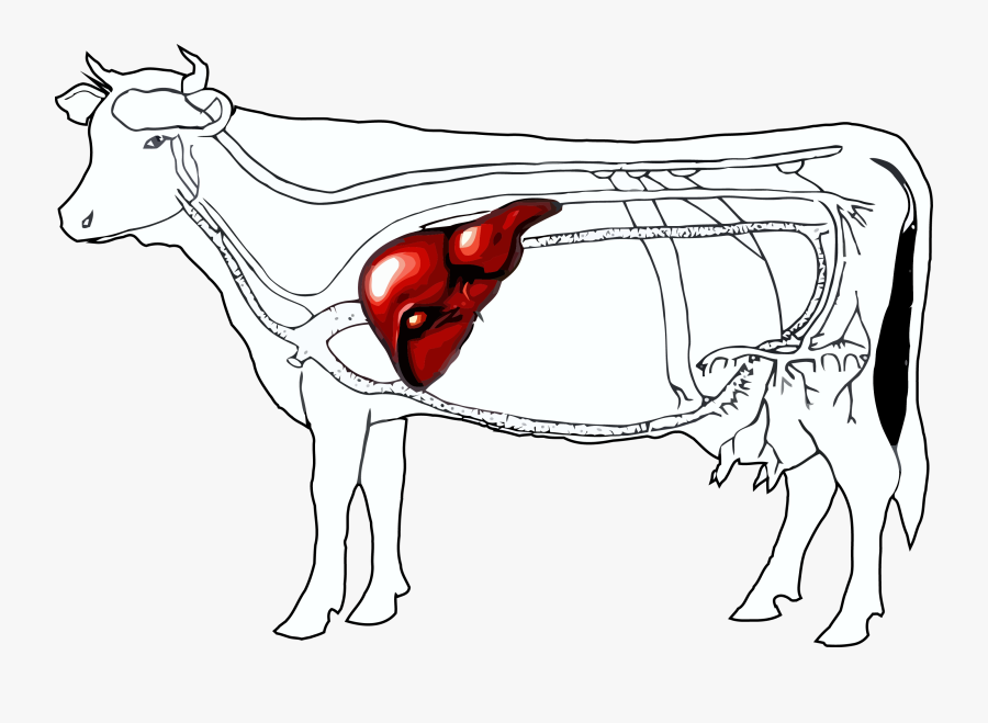 Liver Clipart Beef Liver - Location Of Liver In Cattle, Transparent Clipart