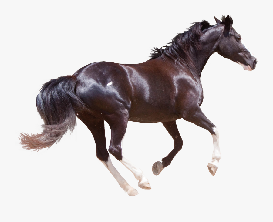 Transparent Clipart Image Black Horse Transparent Runing - Black Horse Png, Transparent Clipart