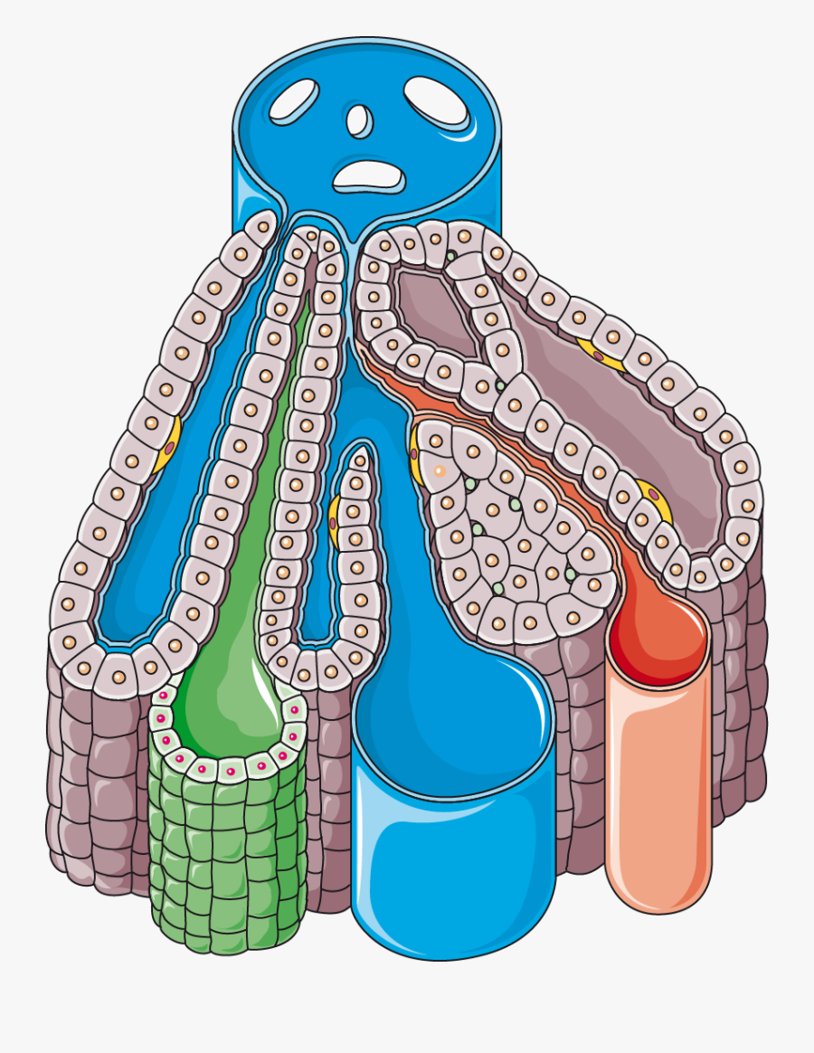 Liver Lobule, Transparent Clipart