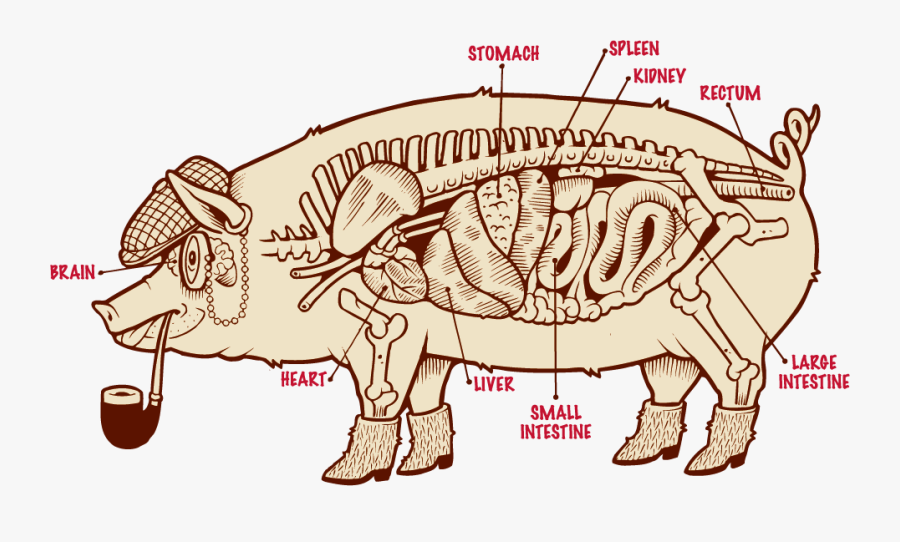 Liver Clipart Beef Liver, Transparent Clipart