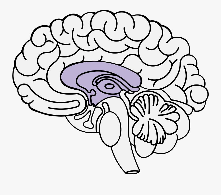 Trauma And The Brain - Roots Of Anxiety, Transparent Clipart