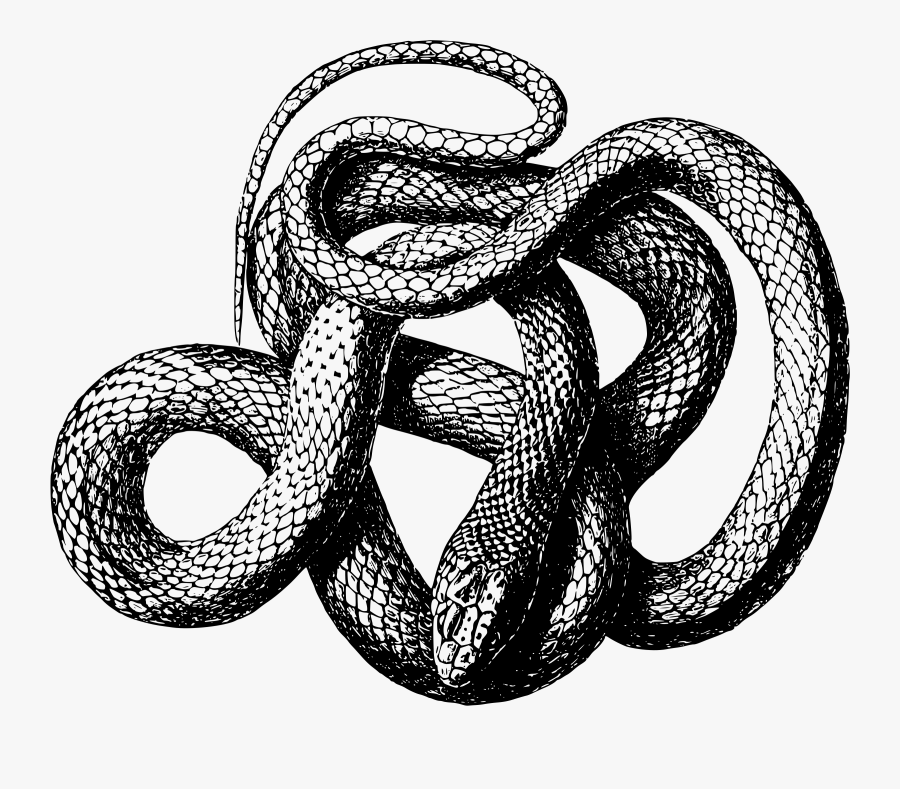Kingsnake,reptile,boa Constrictor - Black And White Snake Png, Transparent Clipart