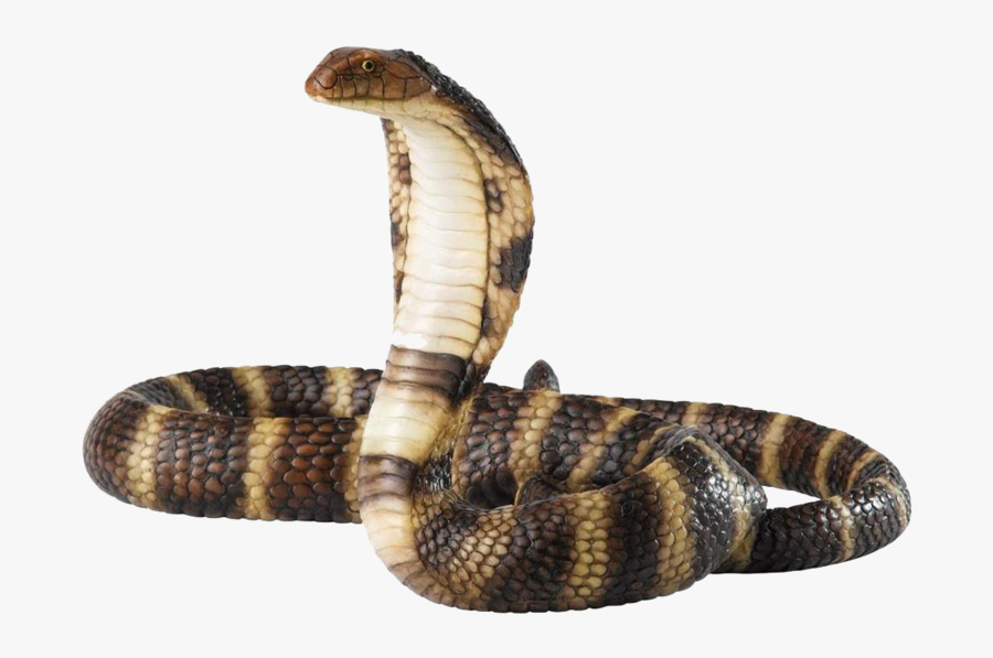 Cobra Png, Transparent Clipart