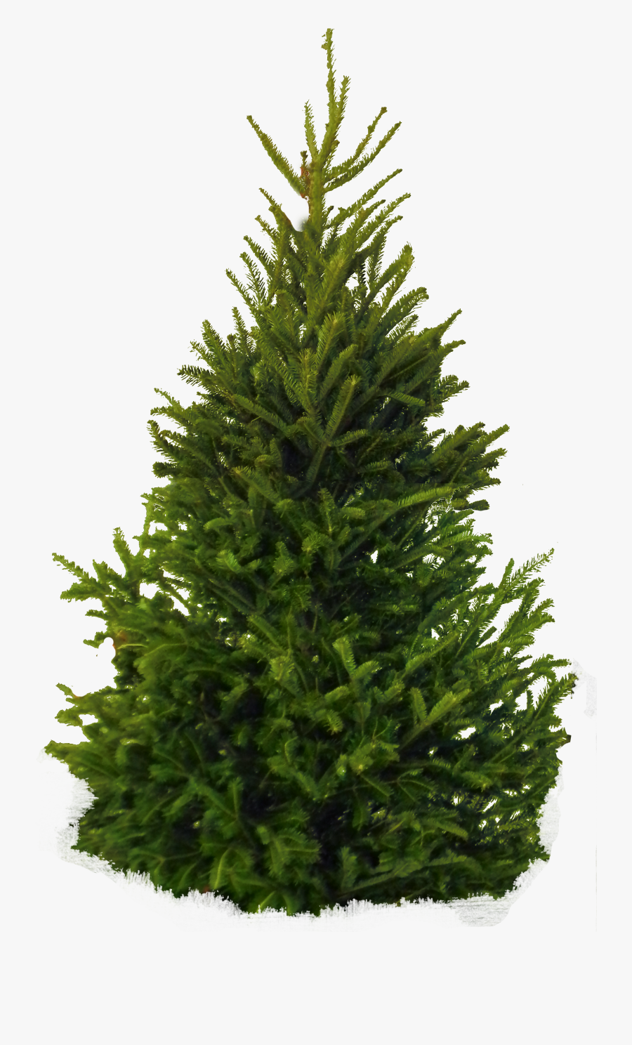 Download Fir Tree Png Clipart - Fir Tree Transparent Background, Transparent Clipart