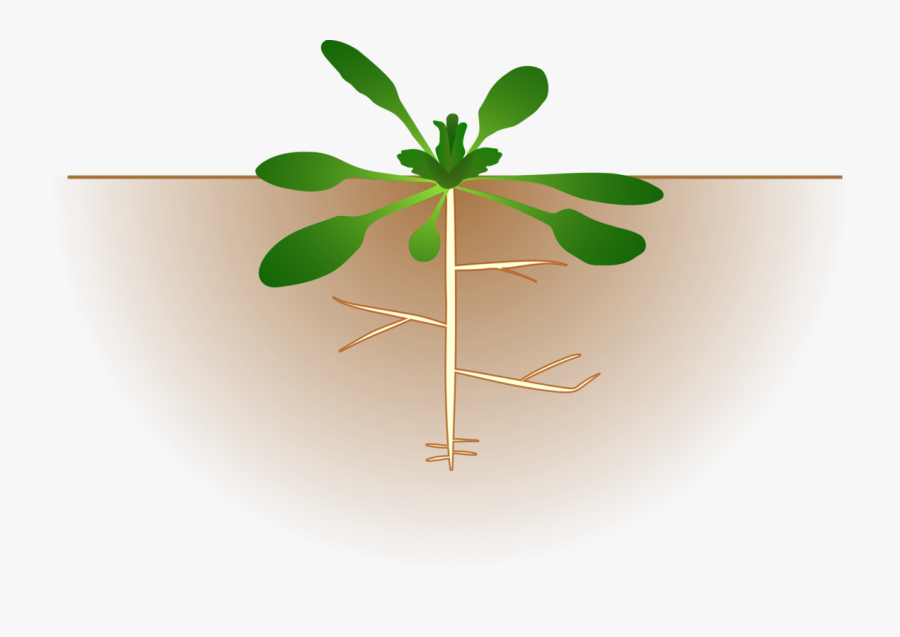 Clip Art Plant With Roots Clip Art - Cartoon Plant With Roots, Transparent Clipart